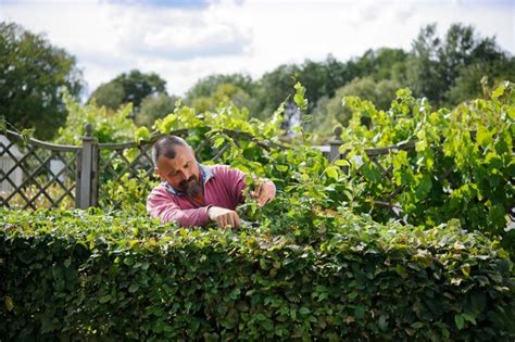 Prune Beech And Hornbeam Hedges Bbc Gardeners World Magazine