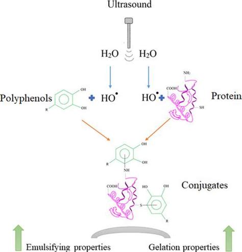 Effects Of High Intensity Ultrasound Treatment On Physiochemical