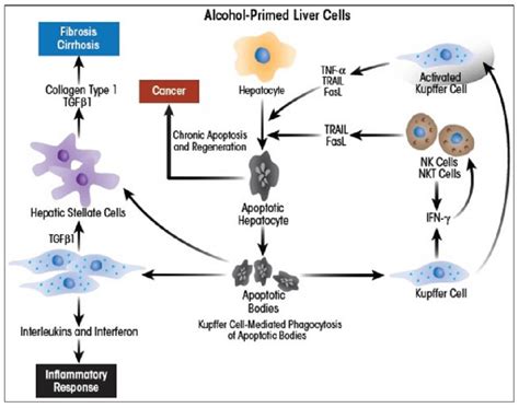 Role Of Kupffer Cells And Hepatic Stellate Cells In Promoting