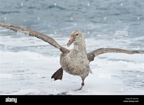 Southern Giant Petrel Macronectes Giganteus Stock Photo Alamy