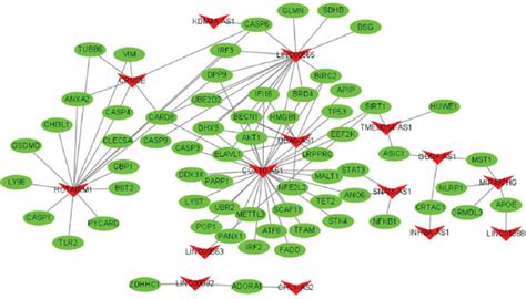 Identification And Construction Of A Pyroptosis Related Lncrnamodel In