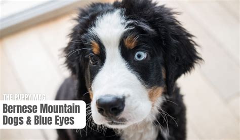 Can Bernese Mountain Dog Have Blue Eyes? – The Puppy Mag
