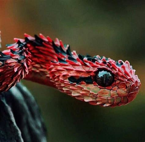 Колючая кустарниковая гадюка | Poisonous snakes, Bizarre animals ...