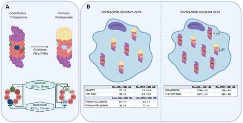 Cells Free Full Text Pre Clinical Evaluation Of The Proteasome