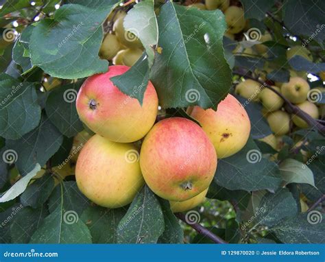 Primer De Las Manzanas De Cangrejo Foto De Archivo Imagen De Cosecha