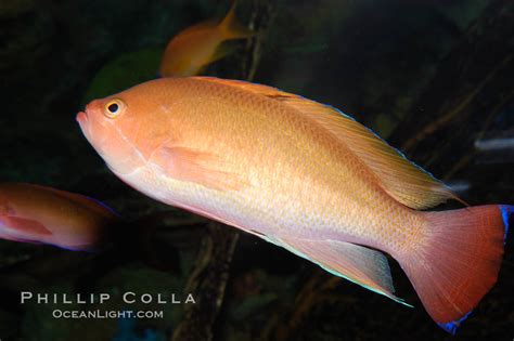 Stocky Anthias Male Coloration Pseudanthias Hypselosoma Photo