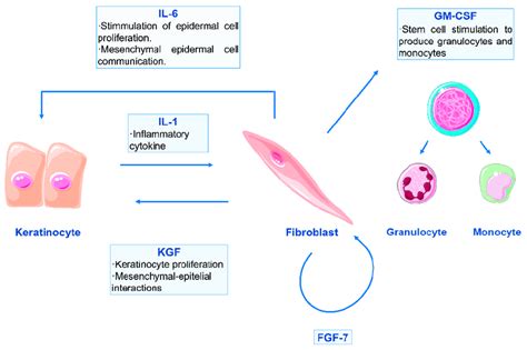 Schematic Representation Of Double Paracrine Action Between