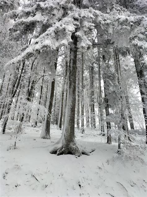 Winter Italy Travel Forest Snow Stock Image Image Of Winter Italy