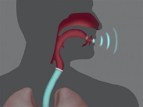 Speech Language Voice Production Anatomy Physiology Britannica