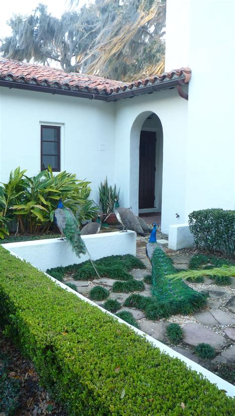 Peacocks In Winter Park Florida