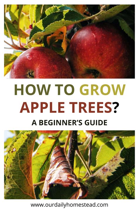 How To Grow Apple Trees A Beginners Guide To Successfully Grow Apple Trees At Home