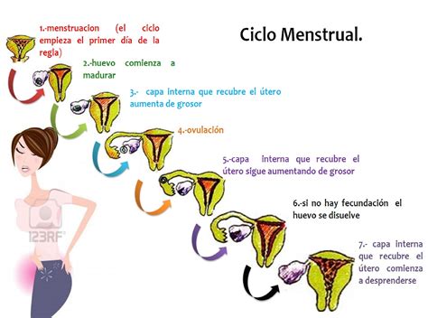 Ginecologia Fisiolog A Aparato Reproductor Femenino