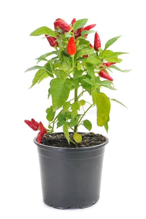 Planta Annuum Del Pimiento Con Las Pequeñas Pimientas Rojas Foto De