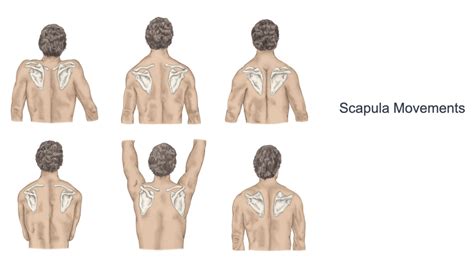 Scapula movements Diagram | Quizlet