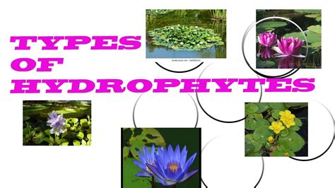 Types Of Hydrophytes Biology Articles And Mcqs Youtube