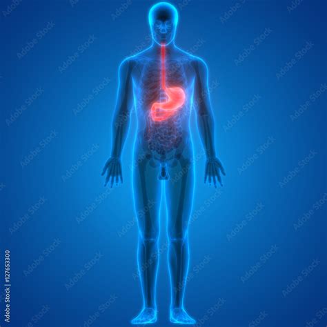 Human Digestive System Anatomy (Stomach) Stock Illustration | Adobe Stock