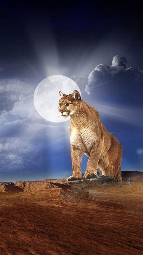 Puma Animal Wallpapers - Top Free Puma Animal Backgrounds - WallpaperAccess