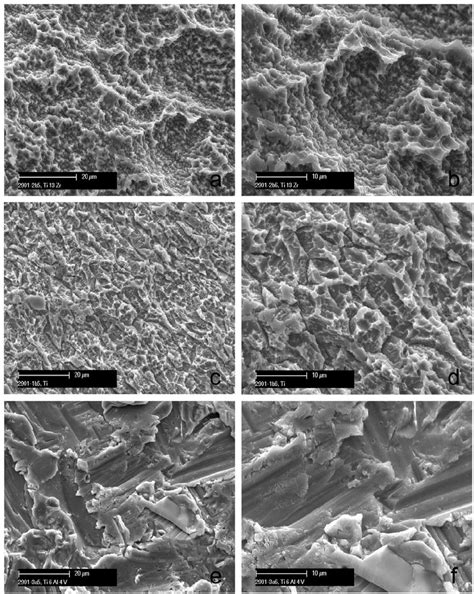 Scanning electron microscope images showing the surface topographies of ... 