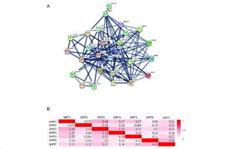 The Protein Protein Interaction Ppi Of Sirts A The Network Of