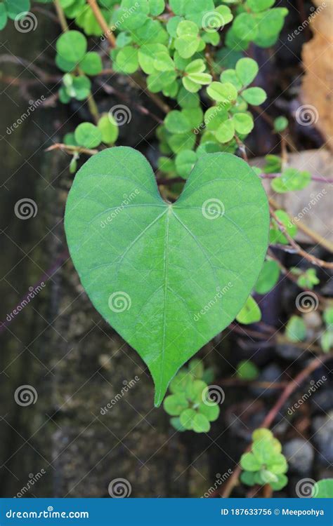 Folhas Em Forma De Coração Na árvore Do Jardim Foto de Stock Imagem