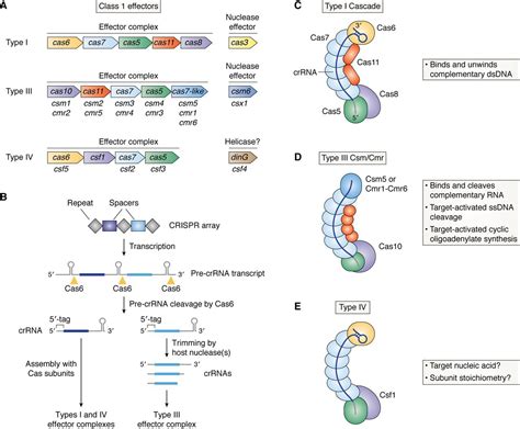 Chemistry Of Class 1 CRISPR Cas Effectors Binding Editing And