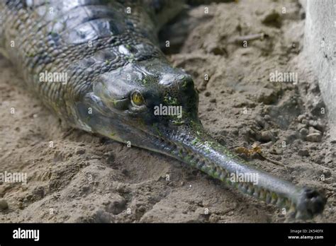 Gharial O Pescado Comiendo Cocodrilo Descansando En La Orilla Del R O