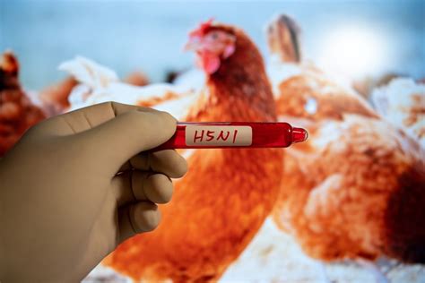 H5n1禽流感：美国爆发后的公共卫生风险和迫在眉睫的问题 疫苗网