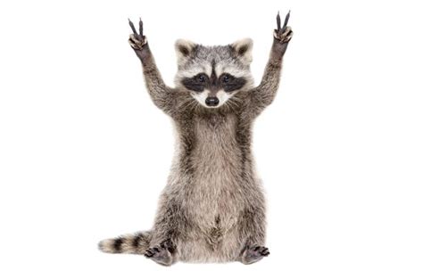 Raccoon Stock Photos Pictures And Royalty Free Images Istock