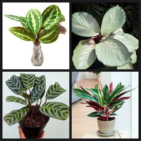 Jual Paket 4 Jenis Tanaman Hias Calathea Tanaman Indor Shopee Indonesia