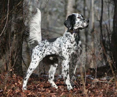 Top English Setter Breeder | English Setters for Sale | English Setter Pups