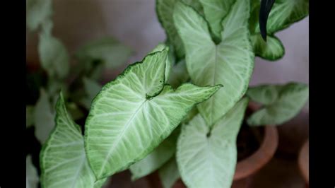 How To Take Care Of Syngonium Care For Arrowhead Plant Youtube