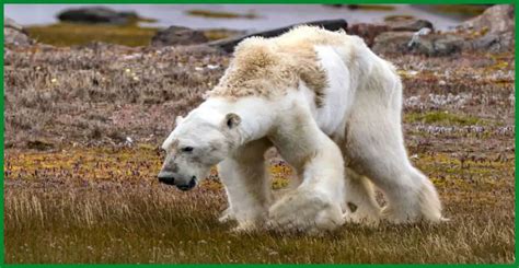 Heart-Wrenching Video: Starving Polar Bear's Struggle Reveals Dire ...