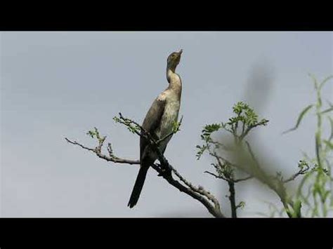 Cormor N Neotropical Phalacrocorax Brasilianus Youtube