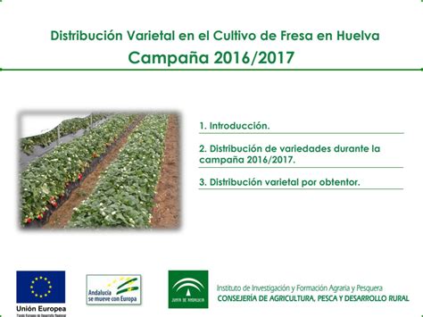 Distribucion Varietal En El Cultivo De Fresa En Huelva Campa A