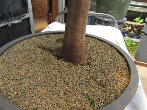 74 Year Old Weeping Japanese Maple Specimen Bonsai Tree