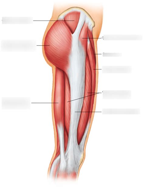 Muscles Of The Posterior Right Thigh Diagram Quizlet