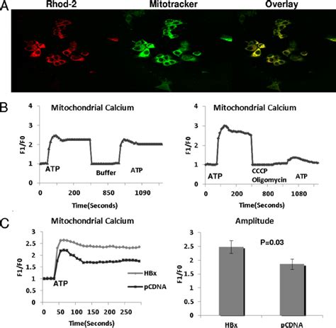 Increased Mitochondrial Calcium Uptake In Hbx Expressing Cells A