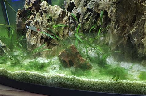 Борьба с водорослями в аквариуме
