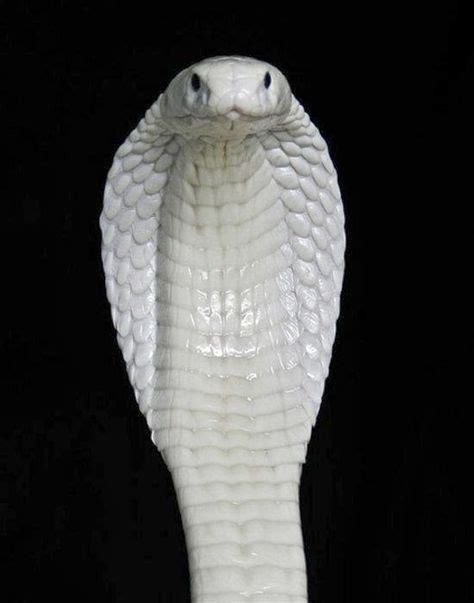 7 Best White Cobra Snakes Images Cobra Snake Beautiful Snakes