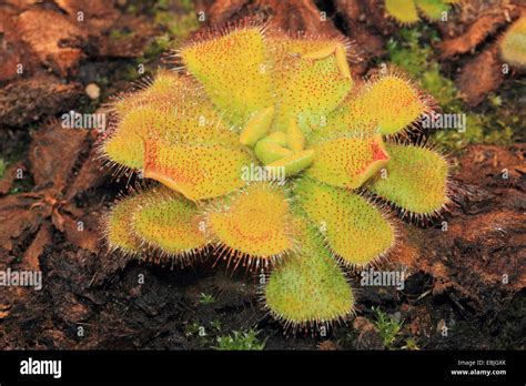 Sundew Drosera Admirabilis Stock Photo Alamy