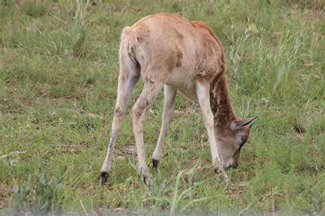 Free stock photo of animals, antelope, baby