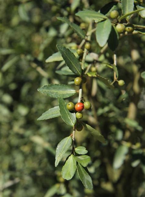 Weeping Yaupon Holly Ilex Vomitoria Pendula From Taylors Nursery