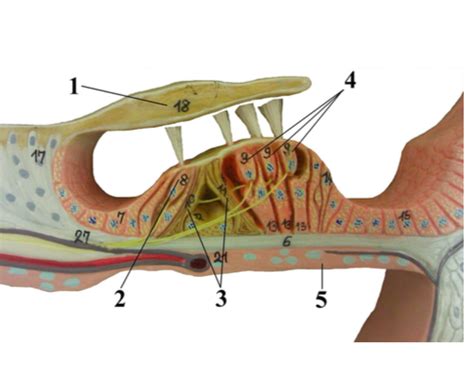 Internal View Of Corti Organ Diagram Quizlet