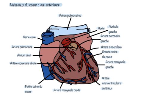 Vascularisation Du C Ur Et Laorte Fiches Tudiants