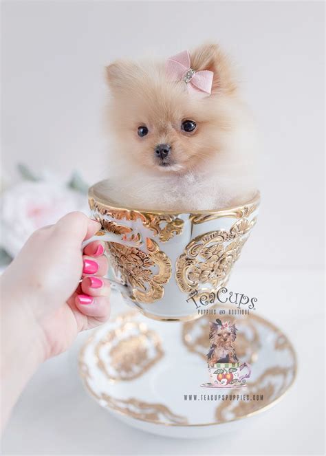 Puppies Cute Pink Teacup Pomeranian - Pets Lovers