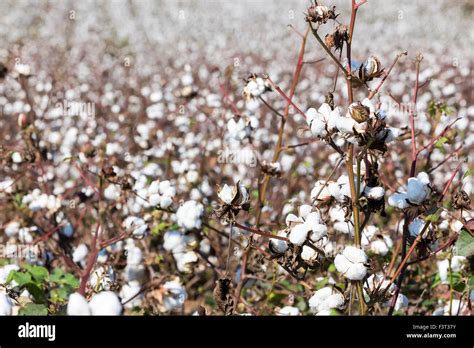 Cotton Fields Australia Hi Res Stock Photography And Images Alamy