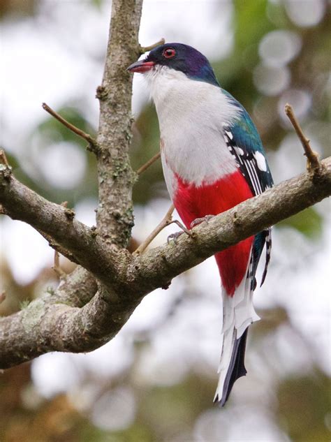 Cuban Trogon Priotelus Temnurus 2015 Ie Vent Cuba Tour L Flickr