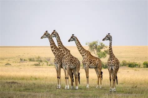 Premium Photo Zebras Standing On Landscape Against Clear Sky