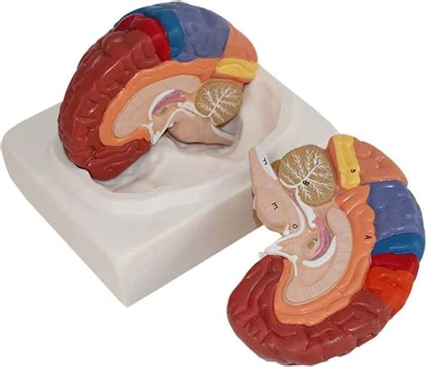 Life Size Human Brain Anatomical Model Color Coded Partitioned Brain