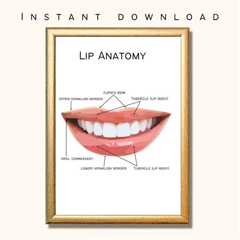 Lip Anatomy Tubercle